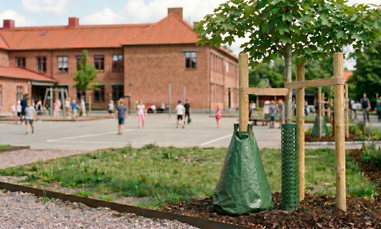En AI genererad bild av ett nyplanterat träd på en skolgård